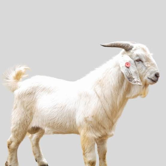 Chèvre