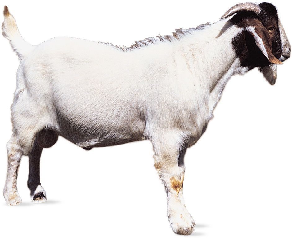 Chèvre