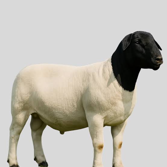 Mouton